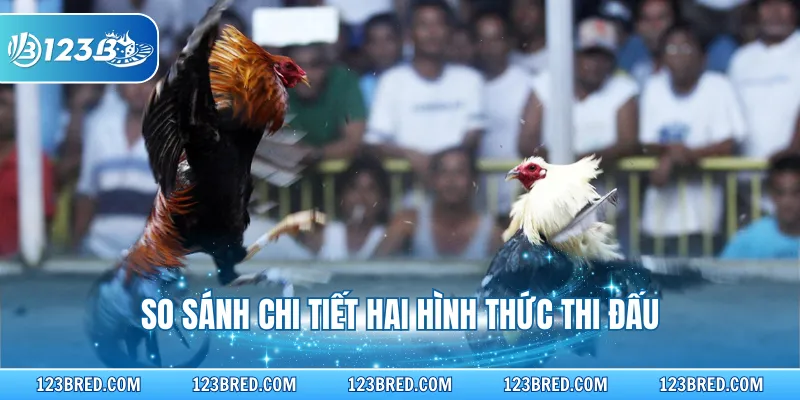 Đá Gà Đòn - Chi Tiết Về Hình Thức Thi Đấu Nổi Tiếng 4 So sánh chi tiết hai hình thức thi đấu